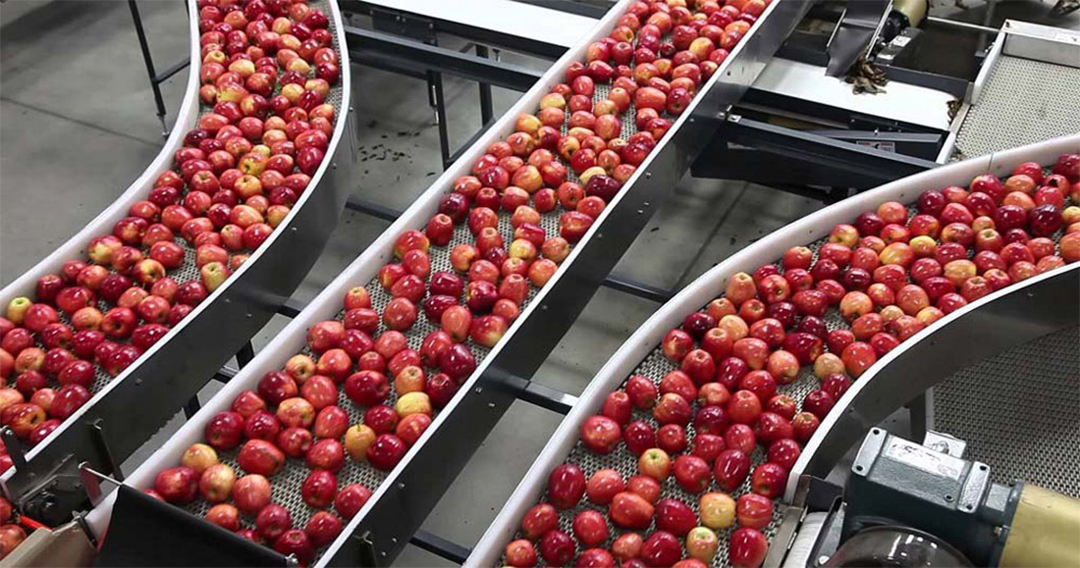 Fruit processing production-line